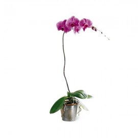 L'orchidée Lavande